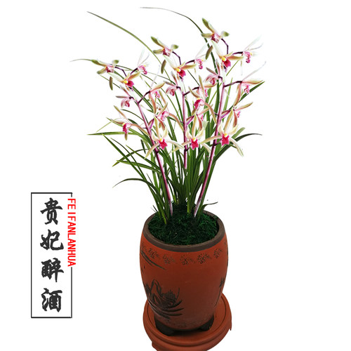 带花苞名贵兰花苗【贵妃醉酒】开花浓香型室内外花卉大全绿植好养