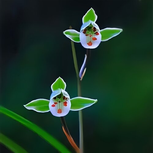 带花苞兰花苗寒兰正格荷瓣新品【清荷】阳台盆栽室内外花卉绿植