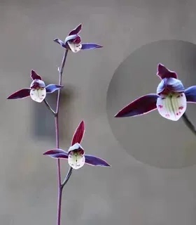 带花苞精品细叶兰花苗寒兰【紫燕】铭品名贵老种苗室内外盆栽花卉