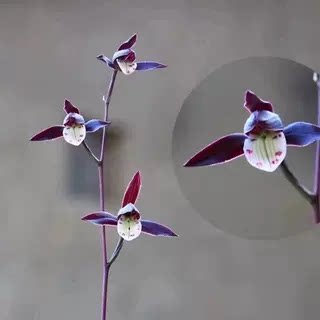带花苞精品细叶兰花苗