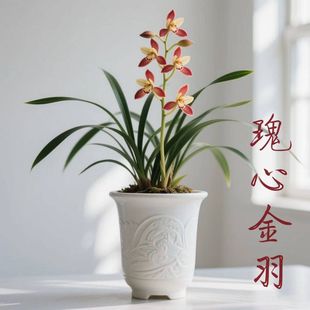 带花苞春兰铭品名贵兰花苗【瑰心金羽】浓香型室内外绿植花卉大全
