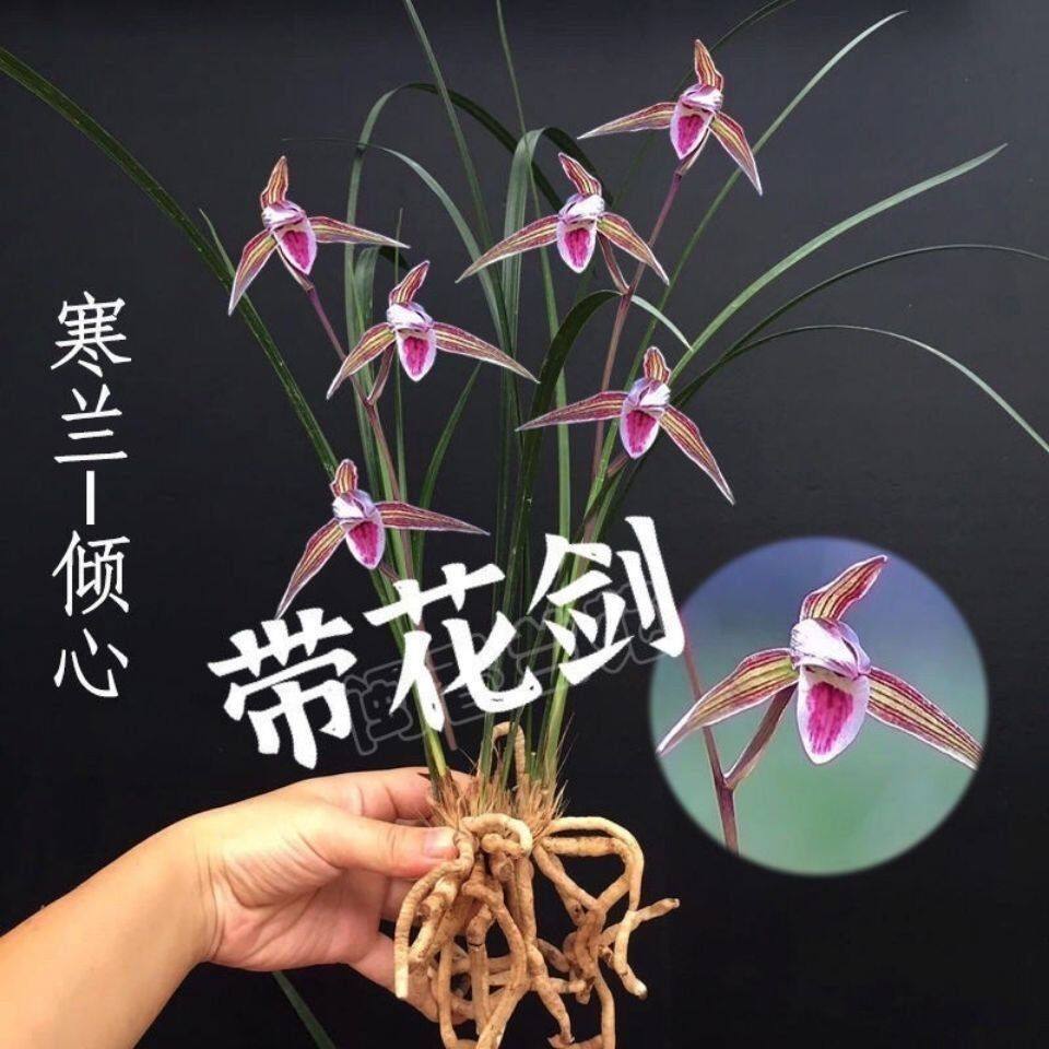 带花苞花卉大全细叶寒兰【倾心】浓香型兰花苗红花阳台室内外盆栽