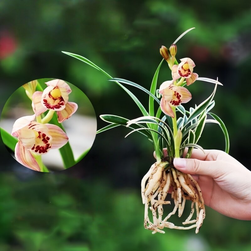 建兰盆栽新品荷瓣型金边矮种线艺兰花苗【富贵荷】室内外花卉