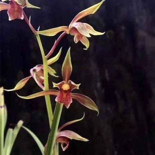 兰花苗新品色花【送春国魂】漂亮秋芝室内外开花浓香绿植花卉大全