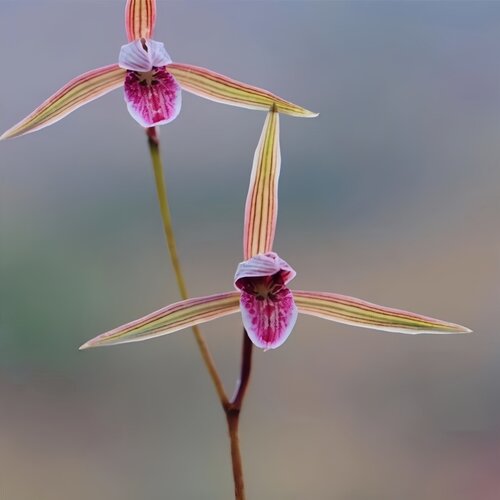 带花苞新品正格寒兰水仙瓣兰花苗【国红】绿植室内外花卉盆栽