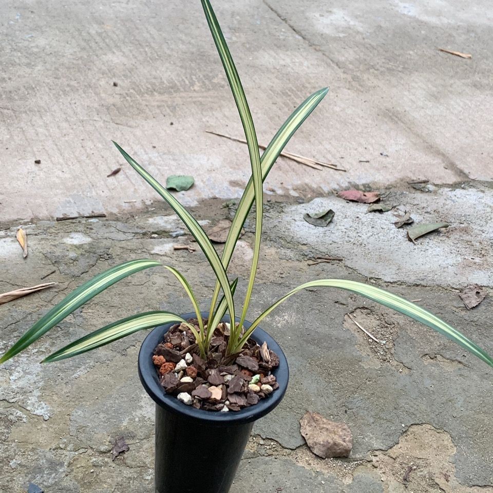 兰花苗春剑【出水芙蓉】老种浓香型花卉花盆景盆栽绿植物阳台
