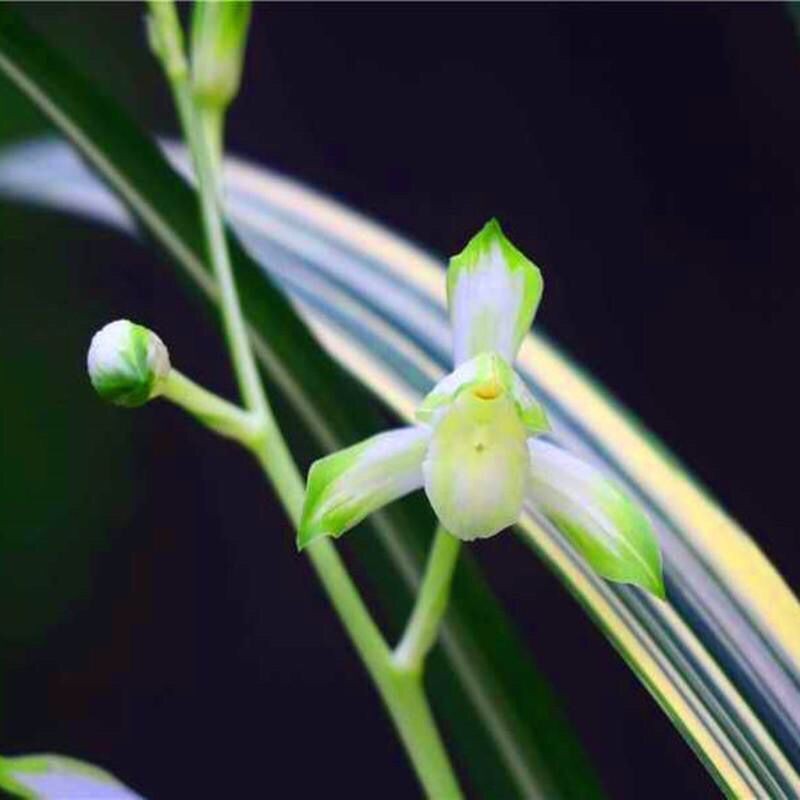 出艺老品种建兰【太平盛世】浓香型花艺双全室内外绿植物好养兰花