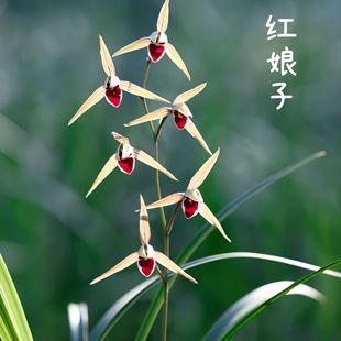 带花苞铭品细叶色花新品【红娘子】浓香兰花苗绿植室内外花卉大全