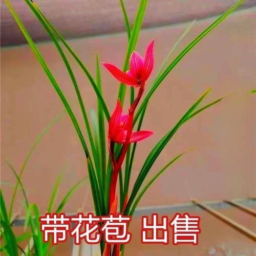 带花苞兰花苗细叶兰花大全