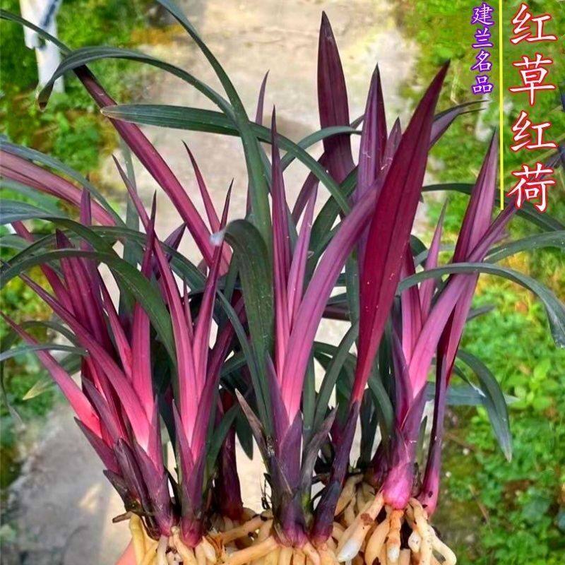 兰花苗浓香型【红草红荷】建兰名品红杆红花红荷盆景绿植花卉阳台