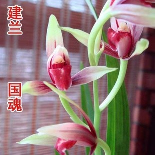 开花浓香铭品建兰色花【国魂】兰花苗浓香型室内外绿植盆栽