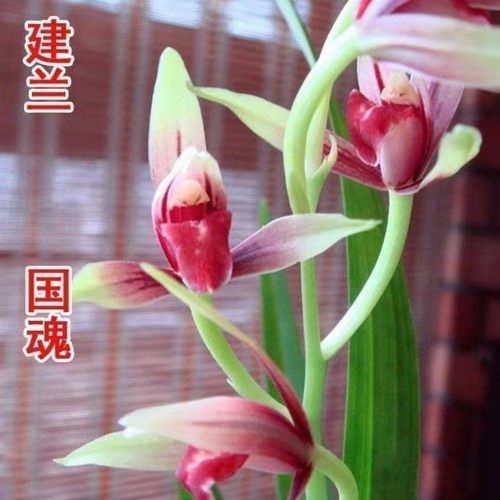 浓香型开花建兰国魂花苗内外盆栽