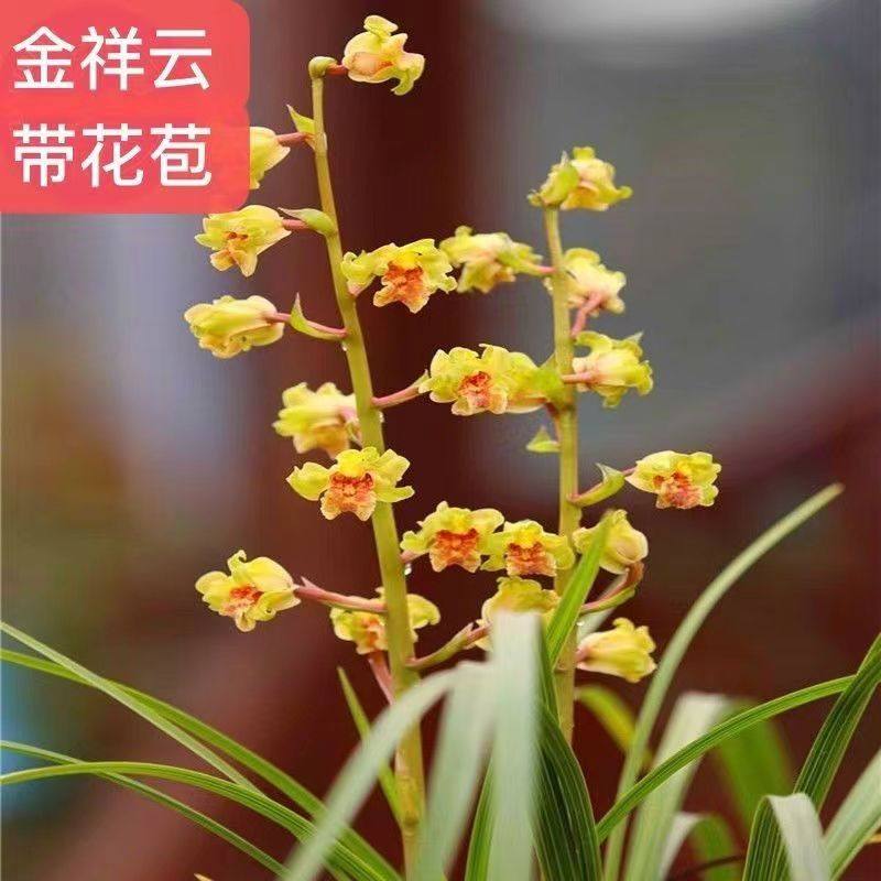蕙兰带花苞兰花苗浓香【金祥云】复色红素红花室内外盆栽绿植花卉