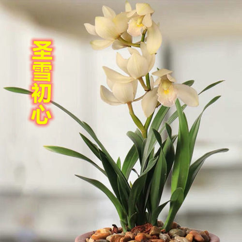 春兰带花苞新品圣雪初心浓香型