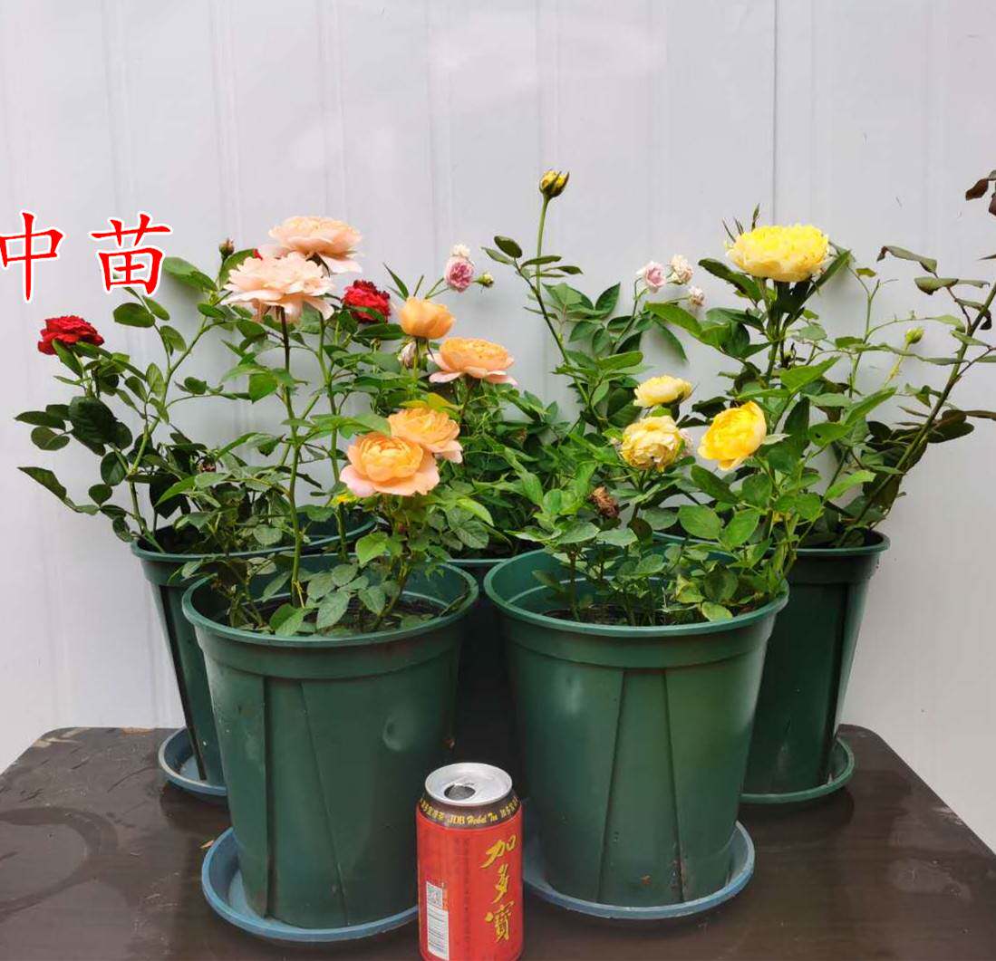 日本天荷繁星月季阳台微型月季微月花卉好养绿植小盆栽姬月季欧月