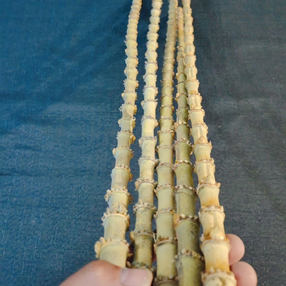 5年密节金竹鞭实心老根可制作路亚溪流抄网纯手工教鞭戒尺文玩鞭