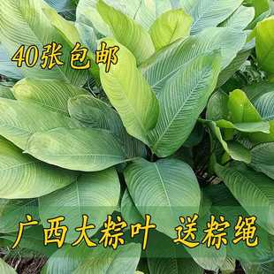 粽子叶广西粽叶免邮新鲜大叶新叶过年包粽子的叶子过节用冬叶柊叶