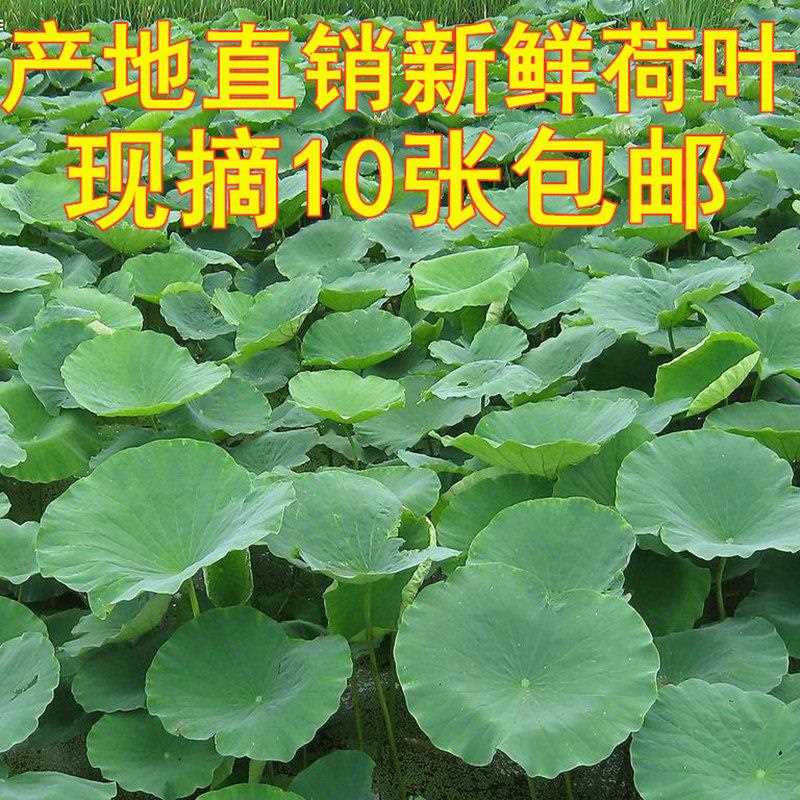 新疆包邮新鲜荷叶当天现摘莲叶包糯米鸡整张食用蔬菜包鸡包粽子清