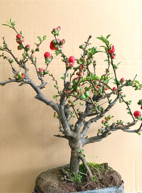 海棠花盆栽树苗盆景重瓣老桩庭院绿植物室内四季花卉开花好养易活