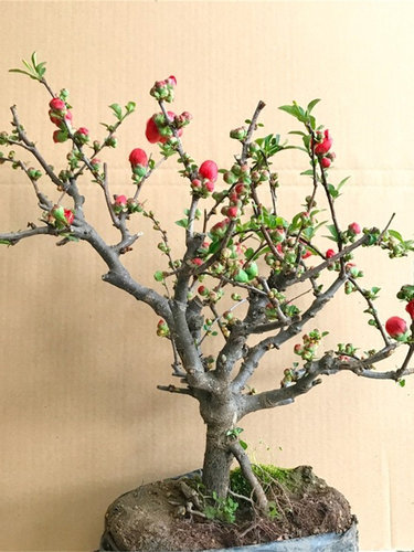 海棠花盆栽苗树阳台四季开花