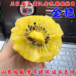 猕猴桃树苗黄心黄肉爬藤奇异果猕猴桃树苗南方北方四季种植果树苗