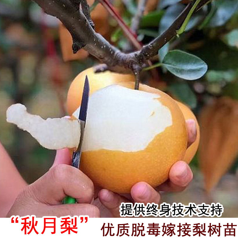 梨树果苗嫁接薄皮秋月梨树苗耐寒