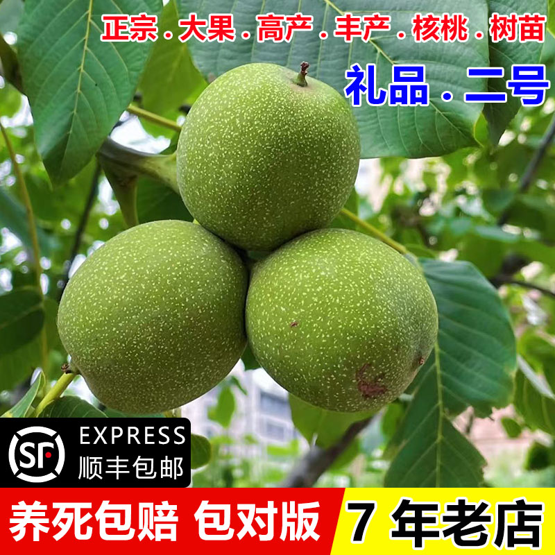 嫁接高产核桃树果苗新疆纸核桃图片