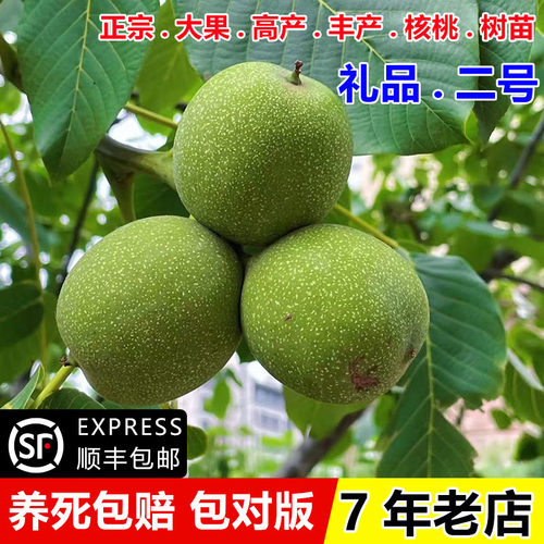 嫁接高产核桃树果苗新疆纸核桃