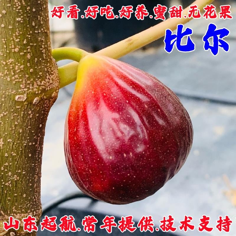 无花果树果苗庭院盆栽耐寒矮化苗图片