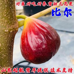 无花果树果苗庭院盆栽耐寒矮化特大比尔无花果南北方四季种植结果