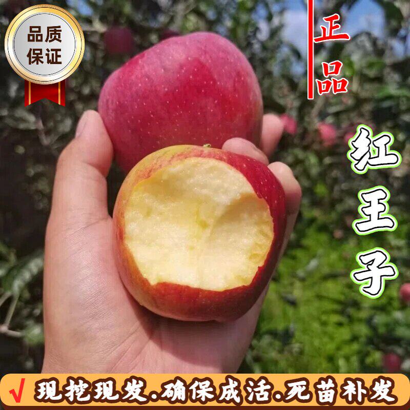 嫁接红王子苹果树苗四季种植结果图片