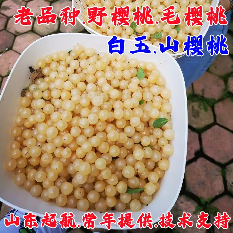 白玉毛樱桃树苗山樱桃树苗