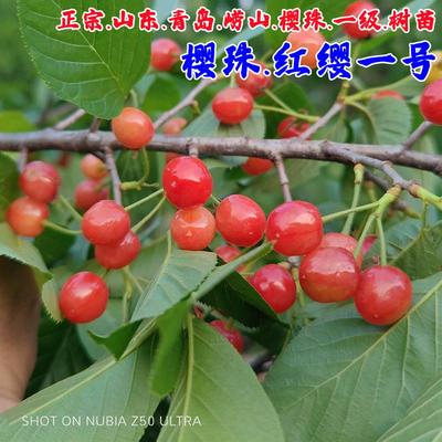 樱桃树苗中国土樱桃树四季种植苗