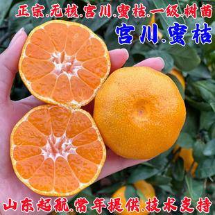 蜜桔树苗早熟宫川蜜橘苗庭院盆栽地栽无核柑橘果树当年种植结果苗