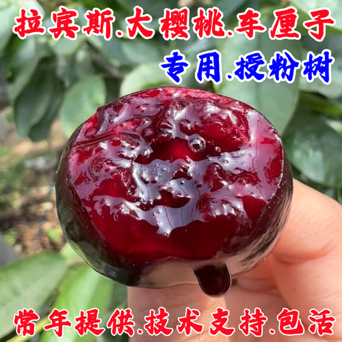 樱桃树苗嫁接拉宾斯大樱桃树苗