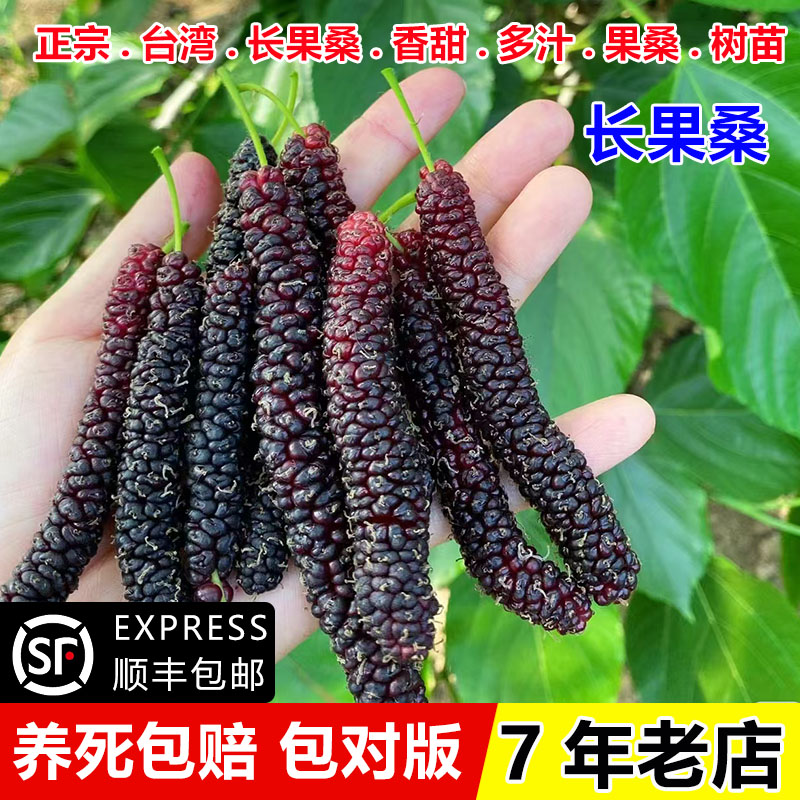 台湾长果桑苗四季桑葚树苗盆栽庭院地栽桑葚苗桑树活苗南北方种植