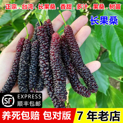 台湾长果桑苗四季葚树盆栽