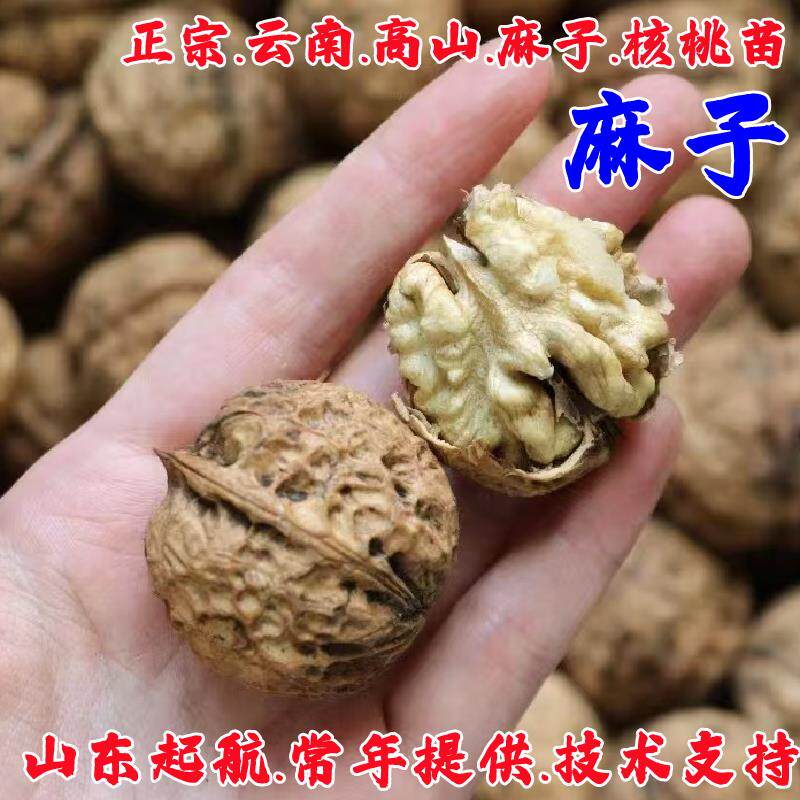核桃树苗坚果树纸皮麻子山核桃苗耐寒南北方四季种植当年结果树苗