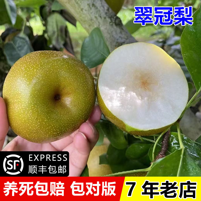 嫁接特大早熟六月雪蜜梨脆甜梨苗翠冠梨树苗盆栽地栽南方北方种植