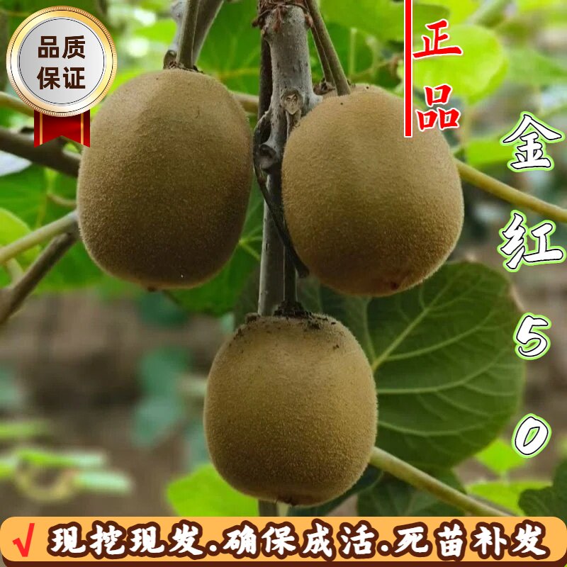 金红猕猴桃树苗耐寒四季可种果苗图片