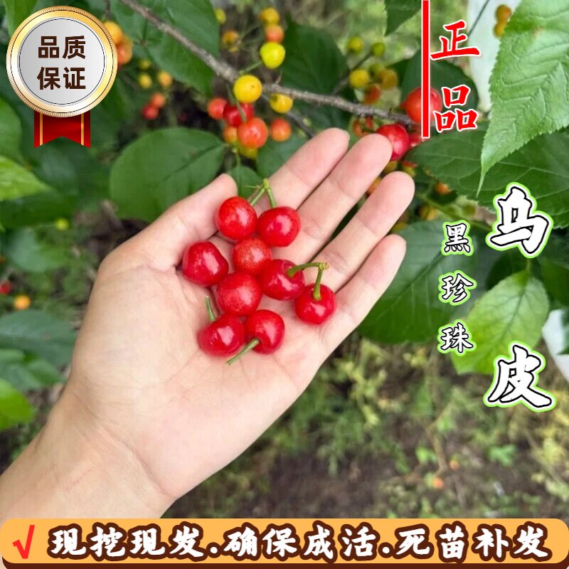 乌皮樱桃树苗耐寒矮化嫁接黑珍珠大樱桃树苗南北方庭院盆地栽种植