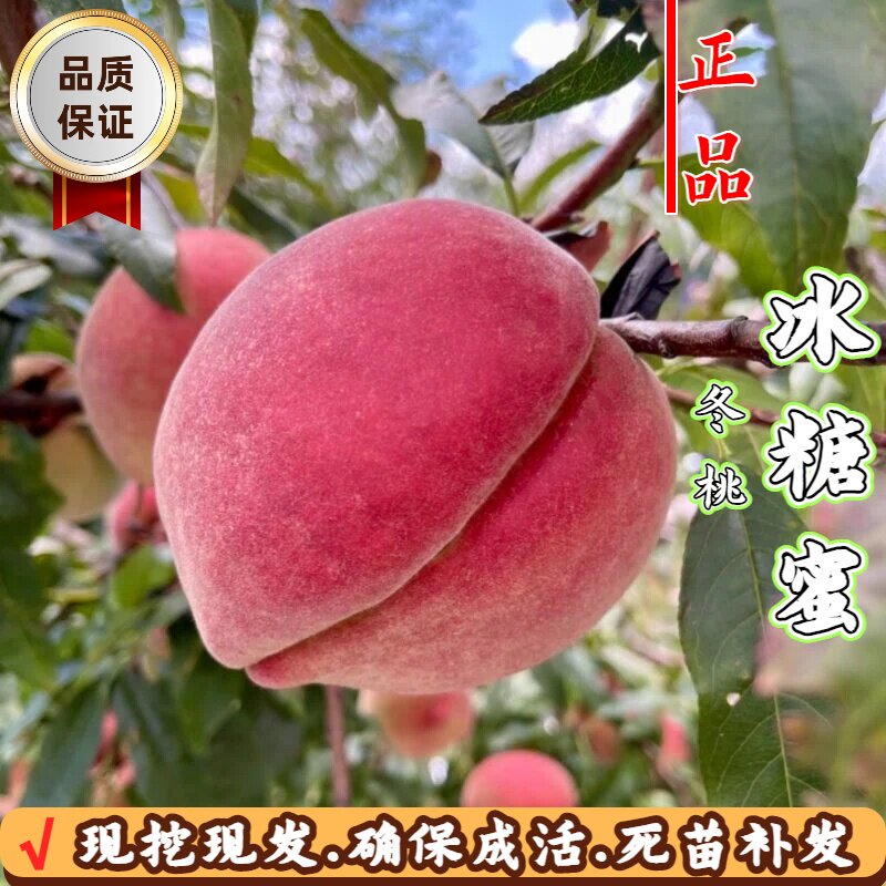 新品种晚熟桃树苗嫁接冰糖蜜冬桃苗脆甜庭院南方北方四季种植结果