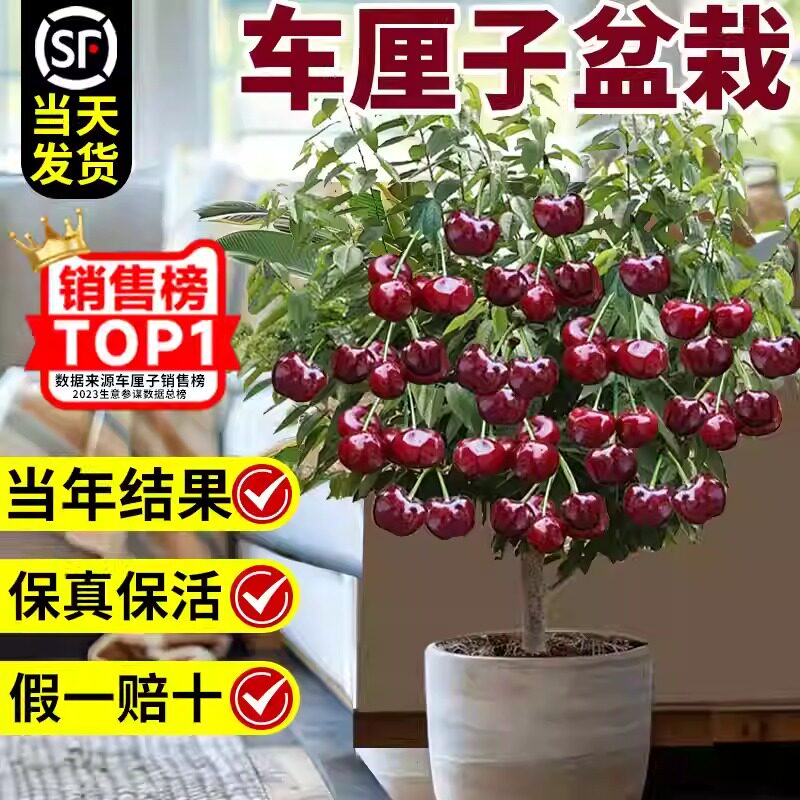 车厘子树苗盆栽樱桃果树四季种植