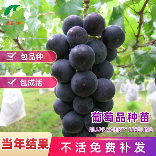 巨峰葡萄树苗阳光玫瑰葡萄树苗无籽南方北方种植盆栽庭院爬藤果树