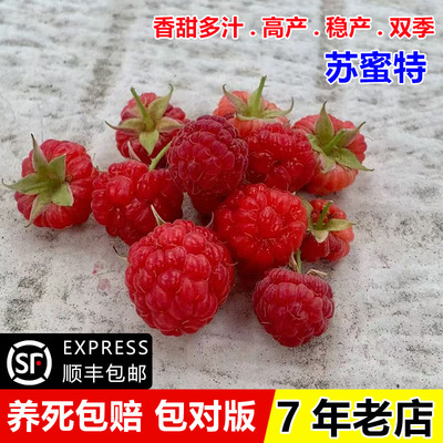 双季无刺苏蜜特红树莓果树苗