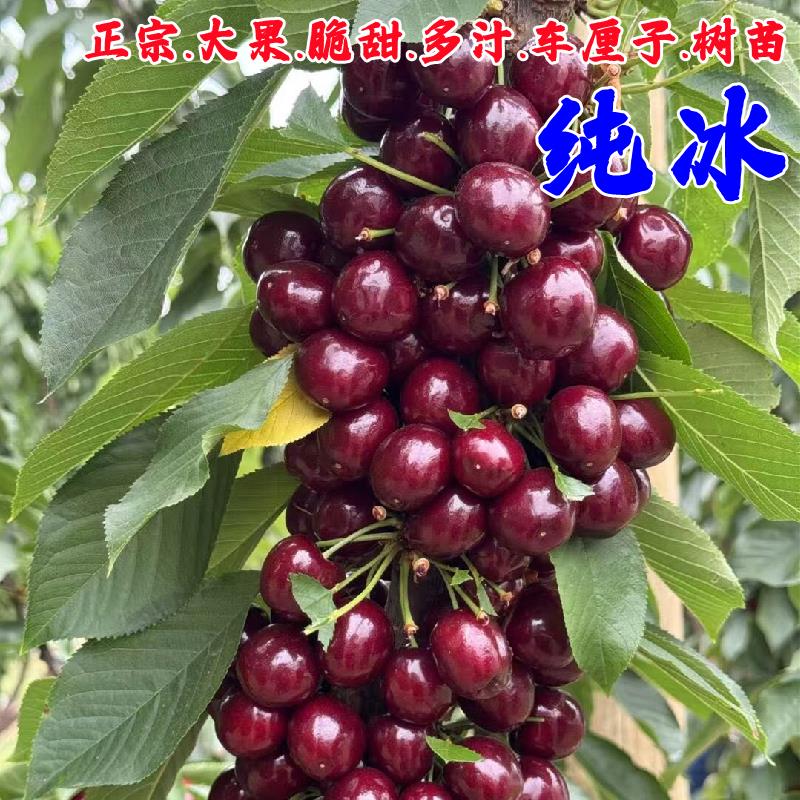 车厘子树苗大果脆甜冰莹嫁接樱桃