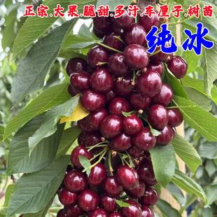 车厘子树苗大果脆甜冰莹嫁接车厘子苗庭院盆栽大樱桃树苗当年结果