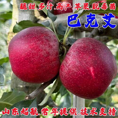 耐寒早熟嫁接苹果树苗当年结果苗
