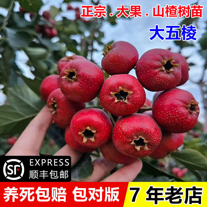 山楂树活苗嫁接大五棱山楂苗盆栽庭院地栽南北方种植巨型山楂果苗