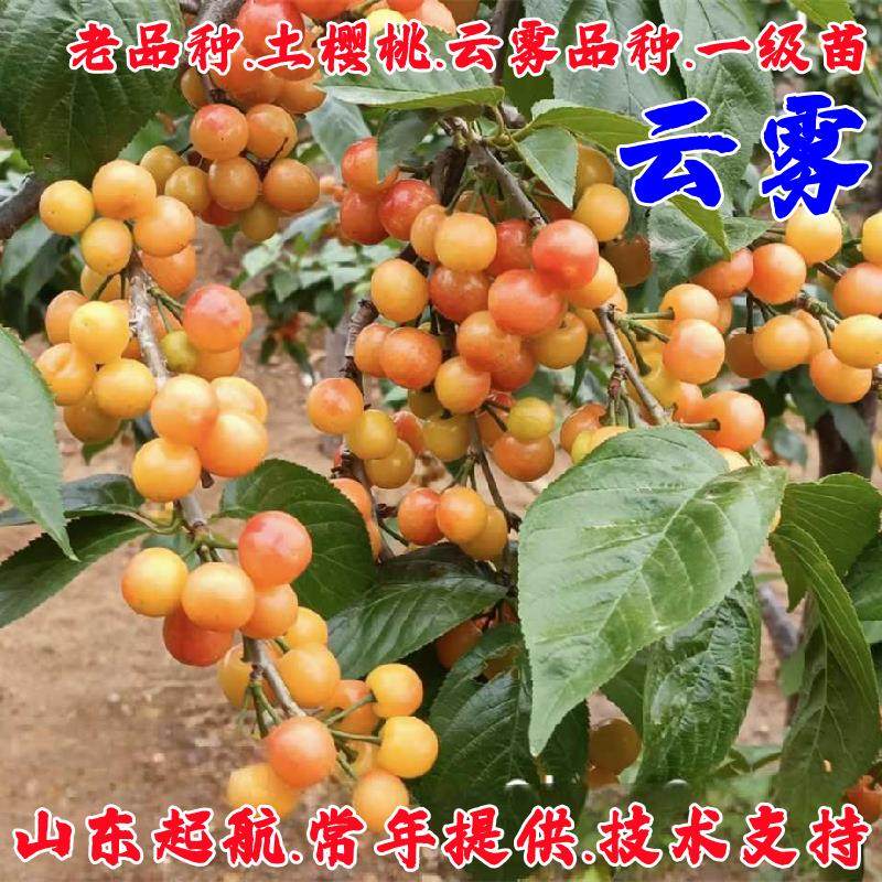 早熟中华土樱桃树苗云雾小樱桃苗中国樱珠树苗庭院盆栽南北方种植,鲜花速递/花卉仿真/绿植园艺,果树,淘宝优惠券,粉丝福利购,淘宝优惠卷